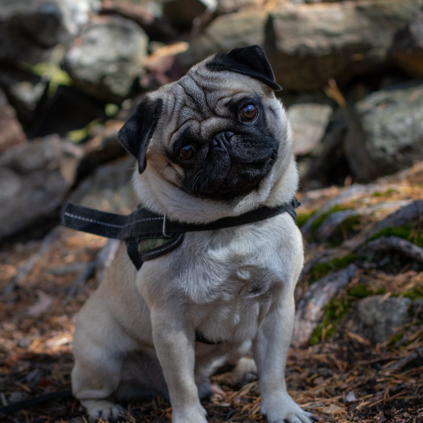 Mops i skogen